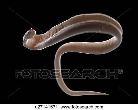 Stock Image - Illustration of an ascariasis worm.. Fotosearch