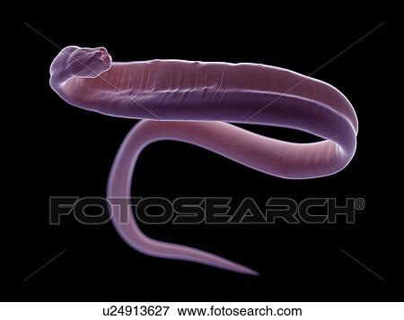 Stock Photo - Illustration of an ascariasis worm.. Fotosearch