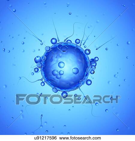Illustration of an egg cell and sperm. View Large Photo Image Stock Photograph - Illustration of an egg cell and sperm.. Fotosearch