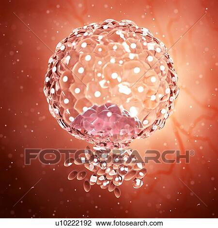 Stock Image - Illustration of an implanted blastocyst.. Fotosearch