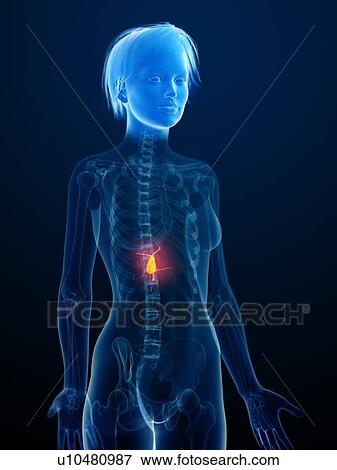 Stock Photo - Illustration of an inflamed gallbladder.. Fotosearch