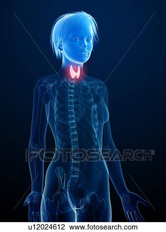 Illustration of an inflamed thyroid gland. View Large Photo Image Stock Image - Illustration of an inflamed thyroid gland.. Fotosearch