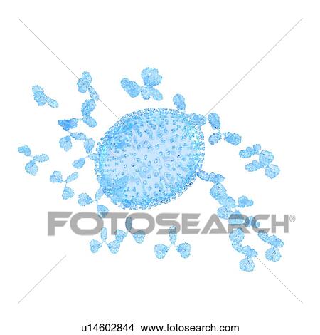 Illustration of an influenza virus being attacked by antibodies. View Large Photo Image Picture - Illustration of an influenza virus being attacked by antibodies.. Fotosearch
