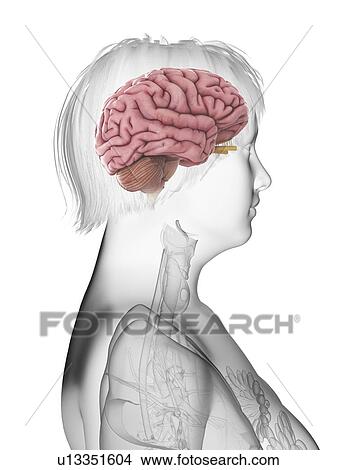 Illustration of an obese woman's brain. View Large Photo Image Picture - Illustration of an obese woman's brain.. Fotosearch
