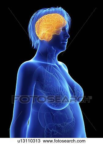 Stock Image - Illustration of an obese woman's brain.. Fotosearch