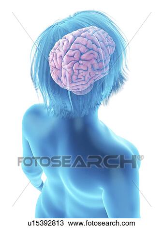 Stock Image - Illustration of an obese woman's brain.. Fotosearch