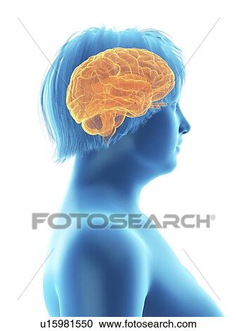Stock Image - Illustration of an obese woman's brain.. Fotosearch