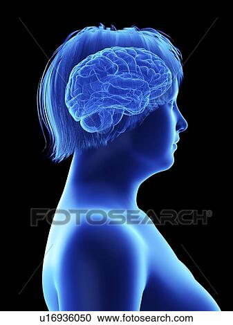 Stock Image - Illustration of an obese woman's brain.. Fotosearch