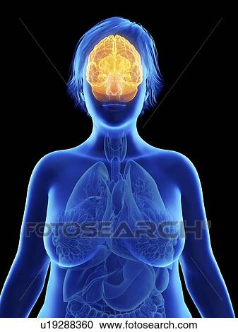 Stock Image - Illustration of an obese woman's brain.. Fotosearch