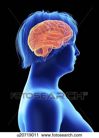 Stock Image - Illustration of an obese woman's brain.. Fotosearch