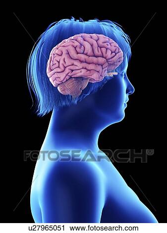 Stock Image - Illustration of an obese woman's brain.. Fotosearch