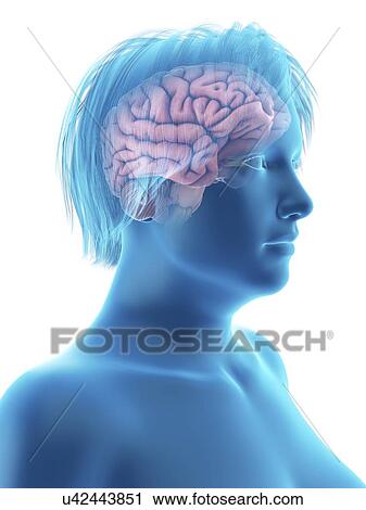 Stock Image - Illustration of an obese woman's brain.. Fotosearch