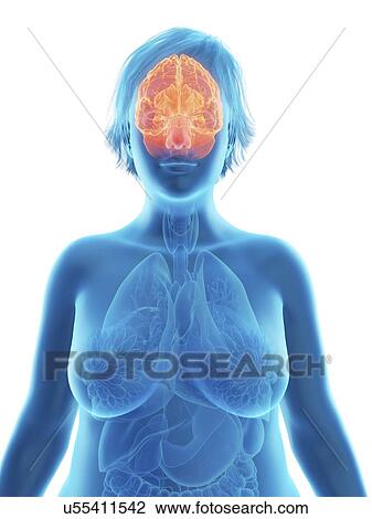 Stock Image - Illustration of an obese woman's brain.. Fotosearch