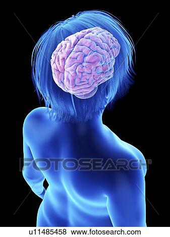 Illustration of an obese woman's brain. View Large Photo Image Stock Photo - Illustration of an obese woman's brain.. Fotosearch