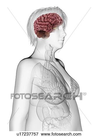 Stock Photo - Illustration of an obese woman's brain.. Fotosearch
