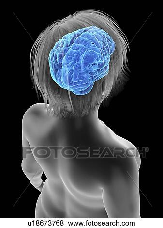 Stock Photo - Illustration of an obese woman's brain.. Fotosearch