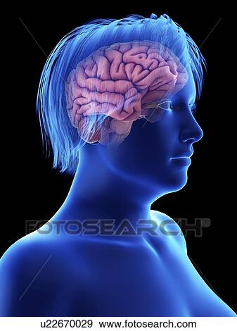 Stock Photo - Illustration of an obese woman's brain.. Fotosearch