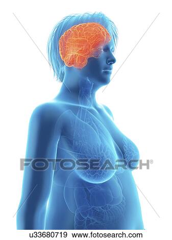 Stock Photo - Illustration of an obese woman's brain.. Fotosearch