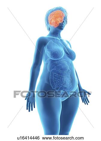 Stock Photograph - Illustration of an obese woman's brain.. Fotosearch