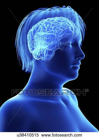 Illustration of an obese woman's brain. View Large Photo Image Stock Photography - Illustration of an obese woman's brain.. Fotosearch