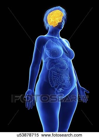Stock Photography - Illustration of an obese woman's brain.. Fotosearch