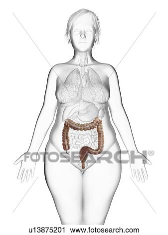 Illustration of an obese woman's colon. View Large Photo Image Stock Image - Illustration of an obese woman's colon.. Fotosearch