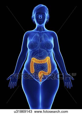 Illustration of an obese woman's colon. View Large Photo Image Stock Image - Illustration of an obese woman's colon.. Fotosearch