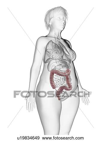 Illustration of an obese woman's colon. View Large Photo Image Stock Photo - Illustration of an obese woman's colon.. Fotosearch