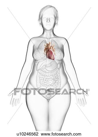 Illustration of an obese woman's heart. View Large Photo Image Stock Image - Illustration of an obese woman's heart.. Fotosearch
