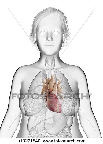 Stock Image - Illustration of an obese woman's heart.. Fotosearch