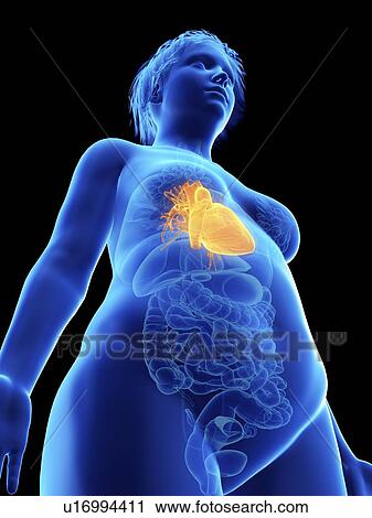 Illustration of an obese woman's heart. View Large Photo Image Stock Image - Illustration of an obese woman's heart.. Fotosearch