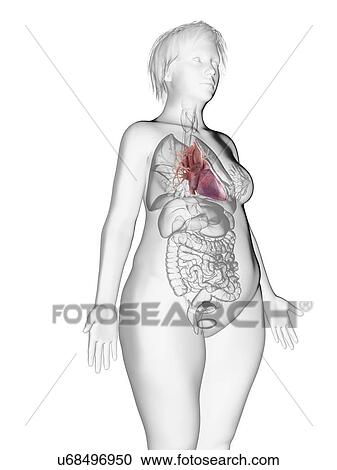 Stock Image - Illustration of an obese woman's heart.. Fotosearch