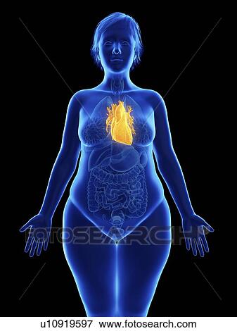 Stock Photo - Illustration of an obese woman's heart.. Fotosearch