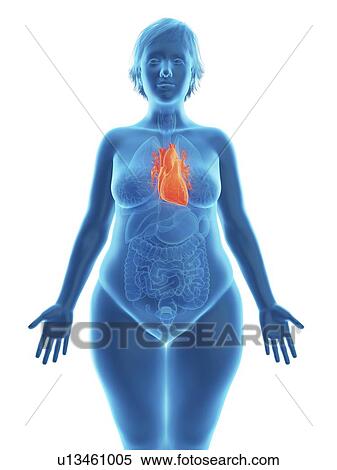 Illustration of an obese woman's heart. View Large Photo Image Stock Photography - Illustration of an obese woman's heart.. Fotosearch
