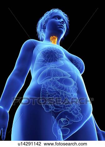 Illustration of an obese woman's larynx. View Large Photo Image Stock Image - Illustration of an obese woman's larynx.. Fotosearch