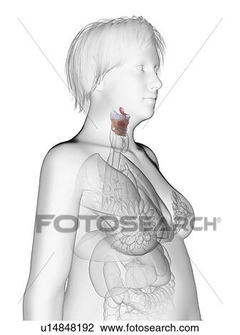 Illustration of an obese woman's larynx. View Large Photo Image Stock Image - Illustration of an obese woman's larynx.. Fotosearch