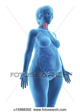 Stock Image - Illustration of an obese woman's larynx.. Fotosearch