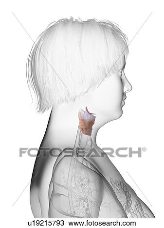 Stock Image - Illustration of an obese woman's larynx.. Fotosearch