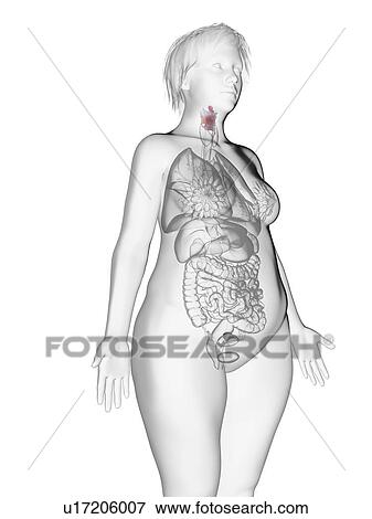 Illustration of an obese woman's larynx. View Large Photo Image Stock Photo - Illustration of an obese woman's larynx.. Fotosearch