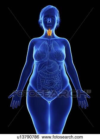 Stock Photograph - Illustration of an obese woman's larynx.. Fotosearch