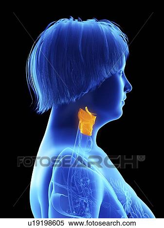 Illustration of an obese woman's larynx. View Large Photo Image Stock Photography - Illustration of an obese woman's larynx.. Fotosearch