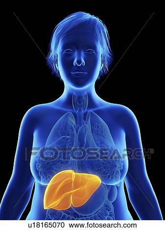 Stock Image - Illustration of an obese woman's liver.. Fotosearch