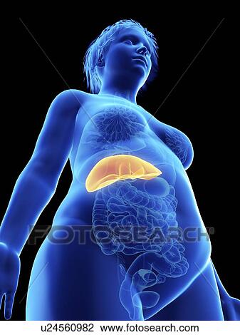Stock Image - Illustration of an obese woman's liver.. Fotosearch