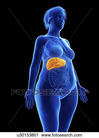 Stock Image - Illustration of an obese woman's liver.. Fotosearch