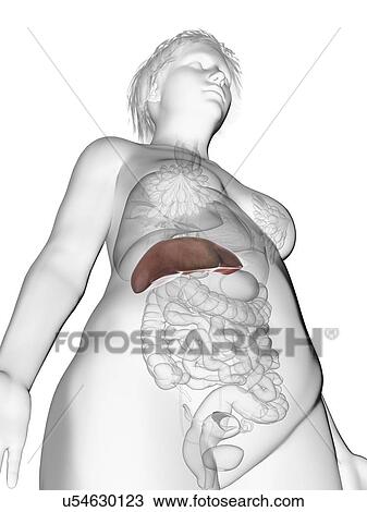 Stock Image - Illustration of an obese woman's liver.. Fotosearch