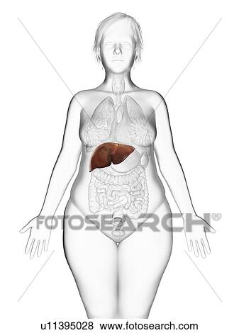 Stock Photo - Illustration of an obese woman's liver.. Fotosearch