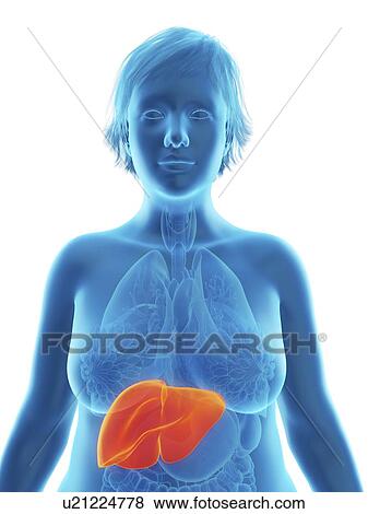 Illustration of an obese woman's liver. View Large Photo Image Stock Photo - Illustration of an obese woman's liver.. Fotosearch