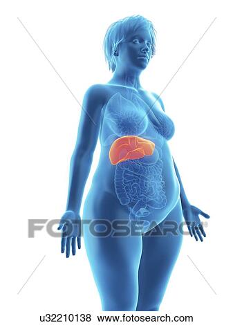 Illustration of an obese woman's liver. View Large Photo Image Stock Photo - Illustration of an obese woman's liver.. Fotosearch