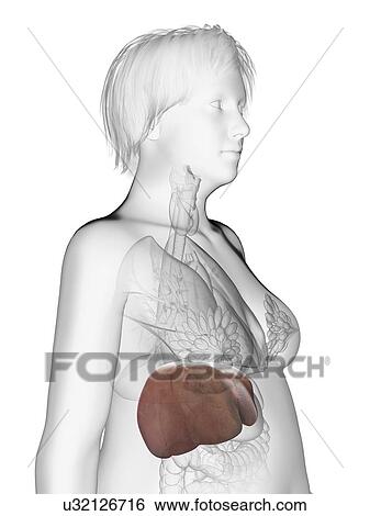 Illustration of an obese woman's liver. View Large Photo Image Stock Photograph - Illustration of an obese woman's liver.. Fotosearch