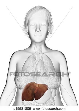 Illustration of an obese woman's liver. View Large Photo Image Stock Photography - Illustration of an obese woman's liver.. Fotosearch